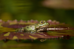 Nowi mieszkańcy w gdańskim zoo